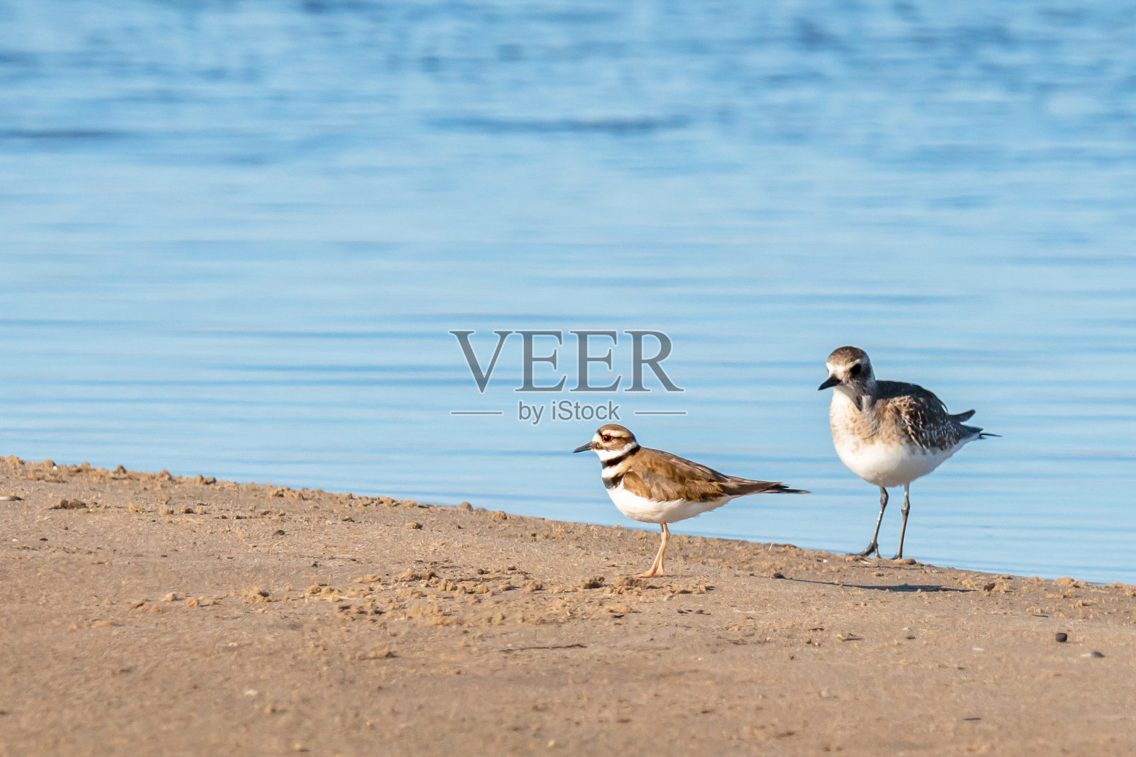 海滩上的黑腹千鸟和猎鹿鸟。瓜达卢佩-尼波莫沙丘国家野生动物保护区，加利福尼亚州照片摄影图片