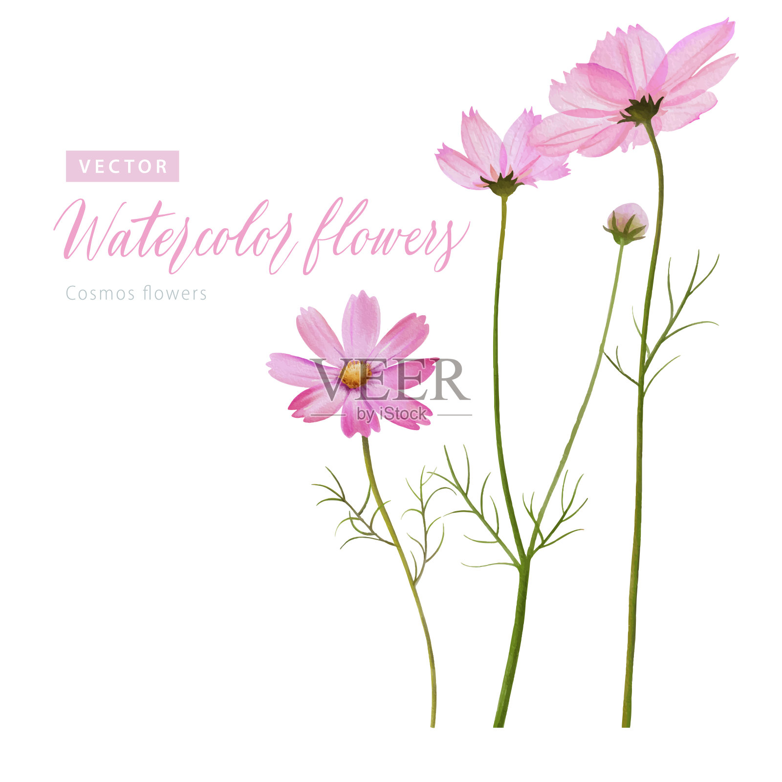 一套数字水彩画宇宙花。插画图片素材