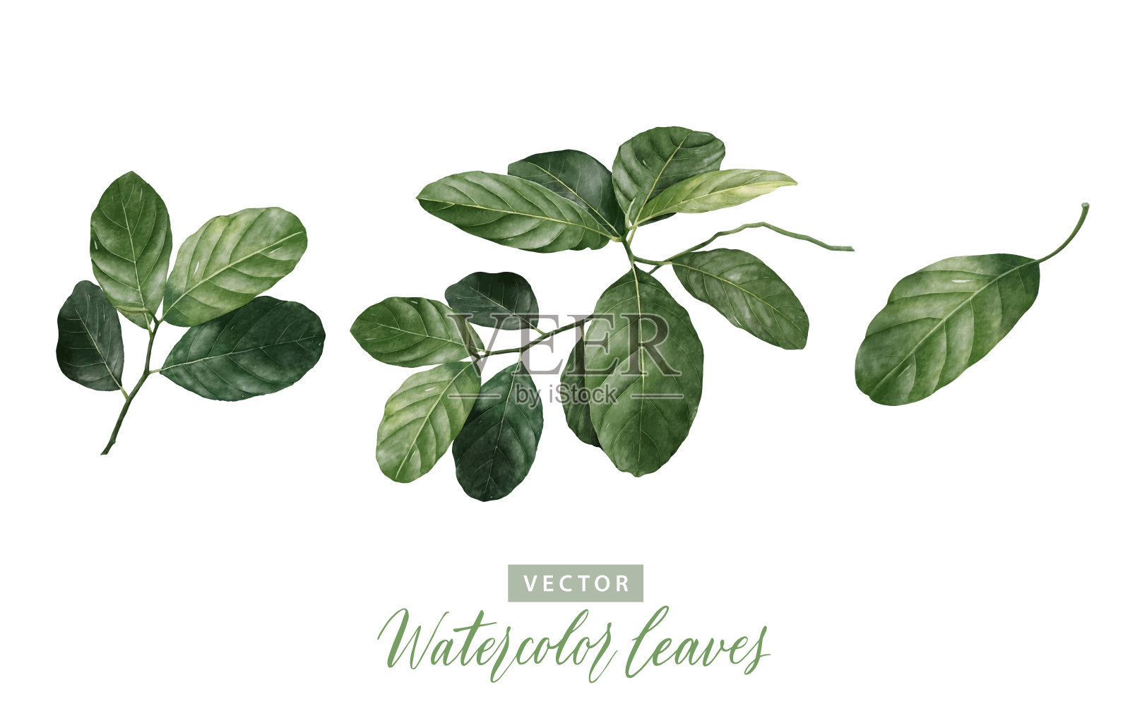 一套数字水彩画树枝与绿叶。插画图片素材