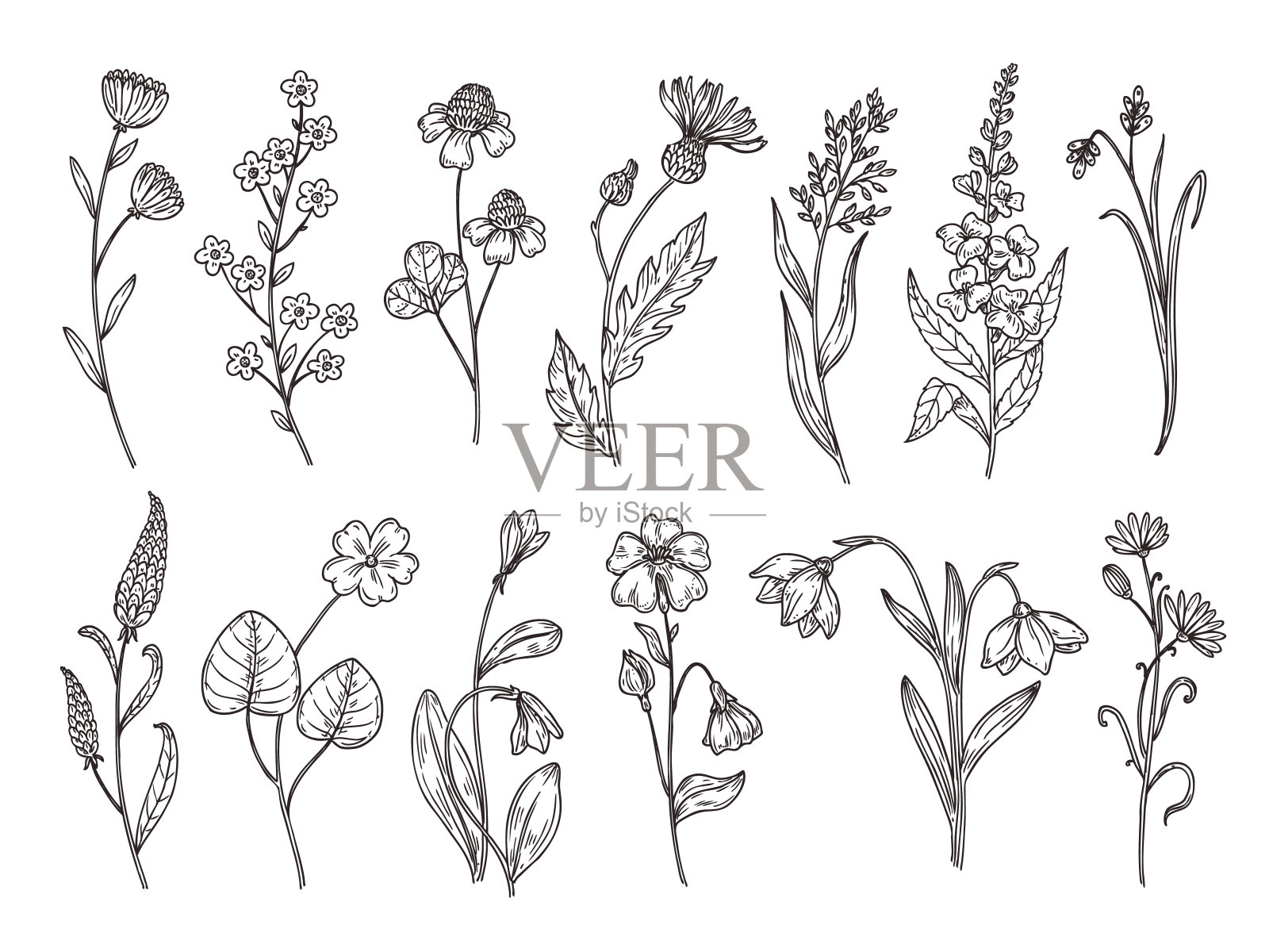 野花草图。花卉植物，少女花束手绘。简约的复古田园花卉艺术元素。春夏装饰，近代植物矢量集插画图片素材