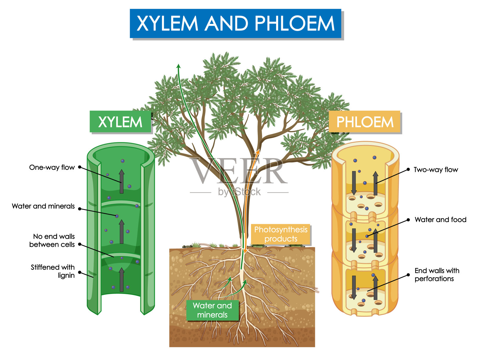 图示植物的木质部和韧皮部插画图片素材