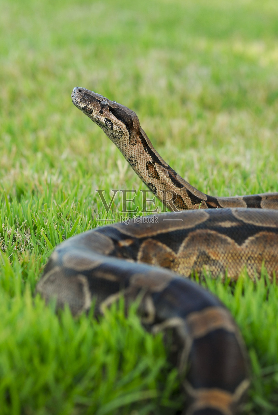 背景模糊的蟒蛇在绿色的草地上爬行。照片摄影图片