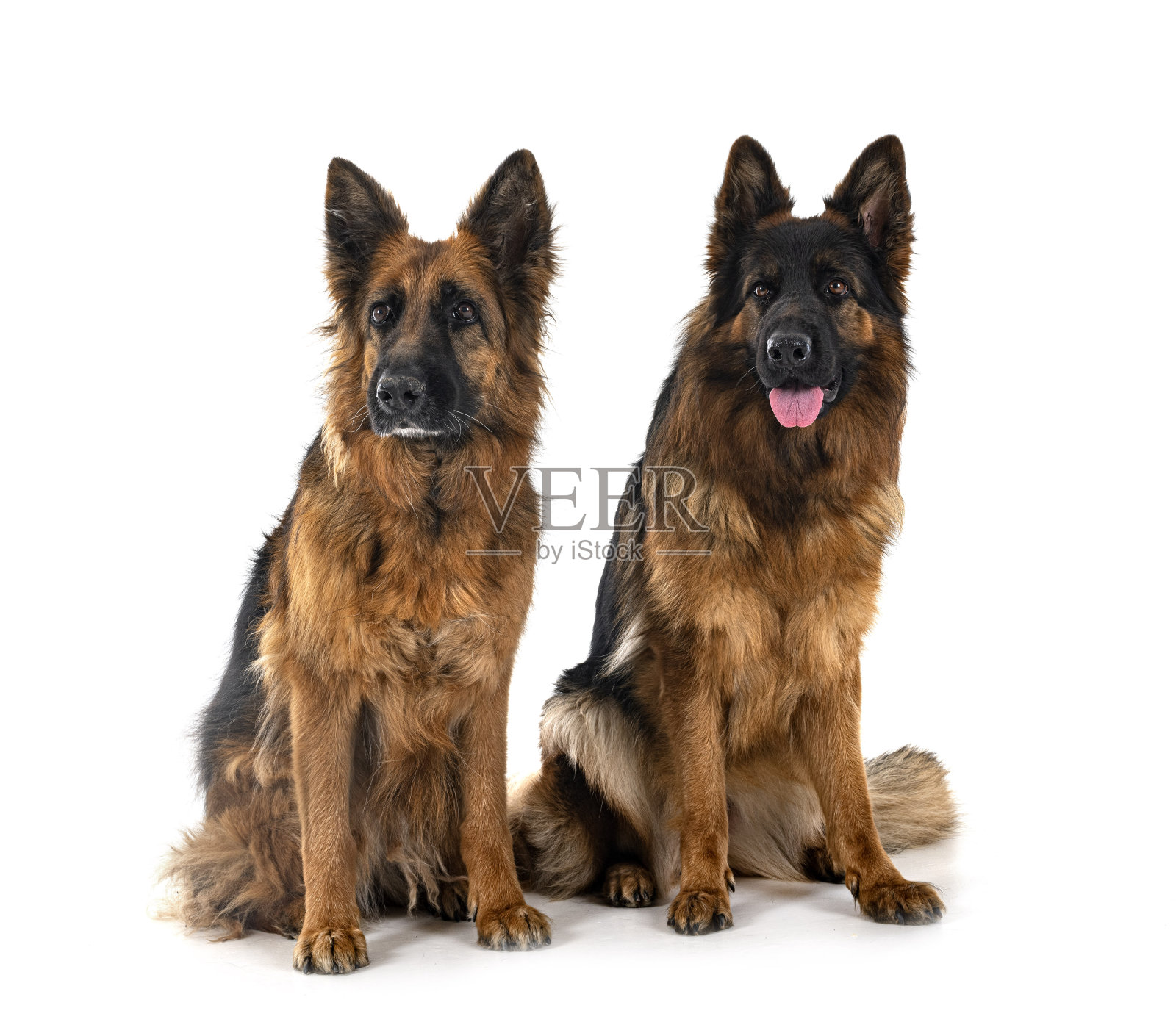 画室里的德国牧羊犬照片摄影图片