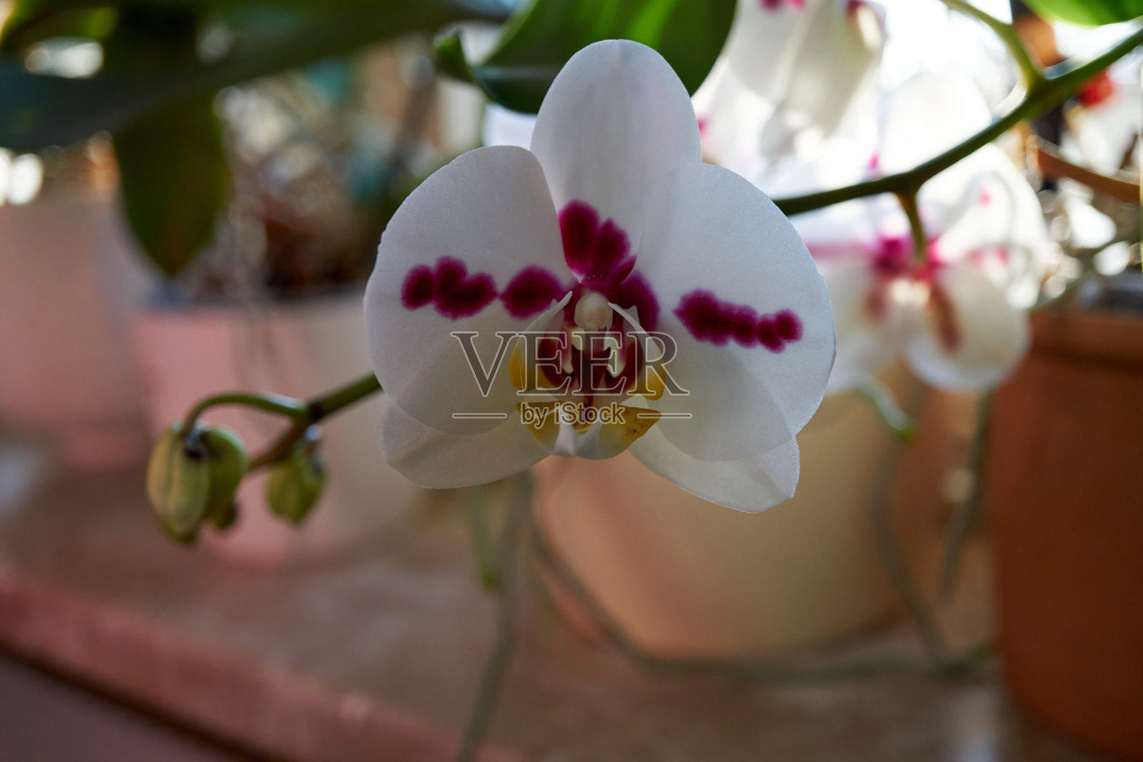 近距离的白紫色兰花照片摄影图片