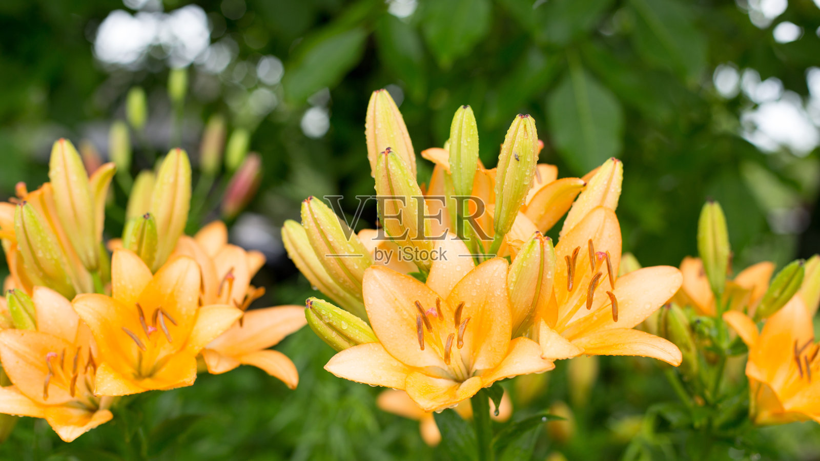 明亮的夏日花朵，美丽而饱和的色调照片摄影图片