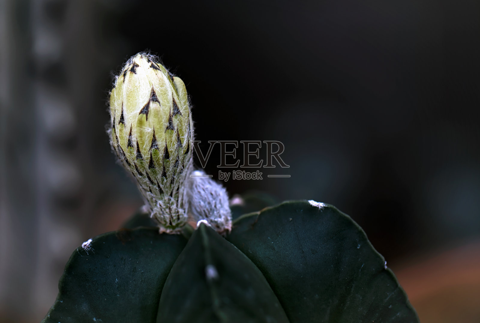 美丽盛开的野生沙漠仙人掌花照片摄影图片
