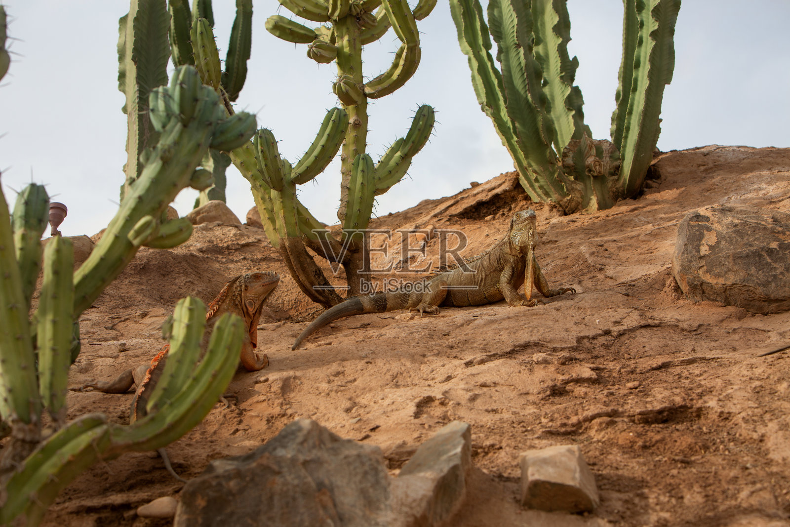一张鬣蜥在仙人掌中的照片照片摄影图片