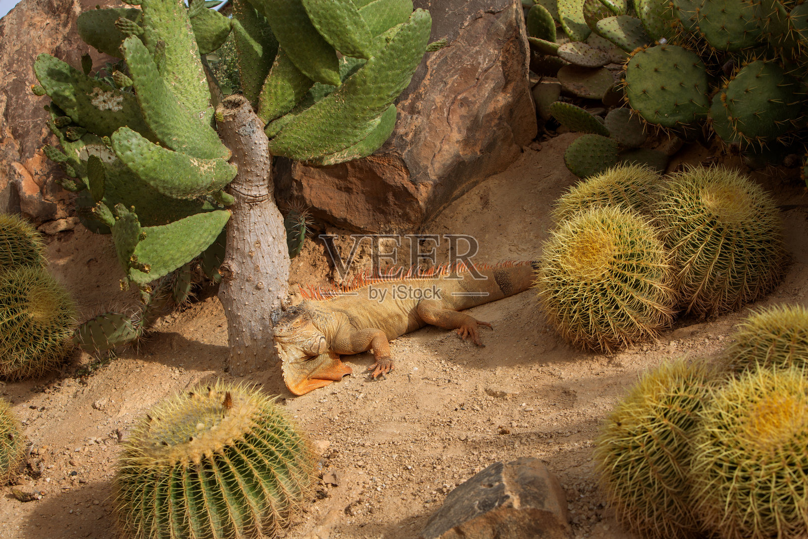一张鬣蜥在仙人掌中的照片照片摄影图片