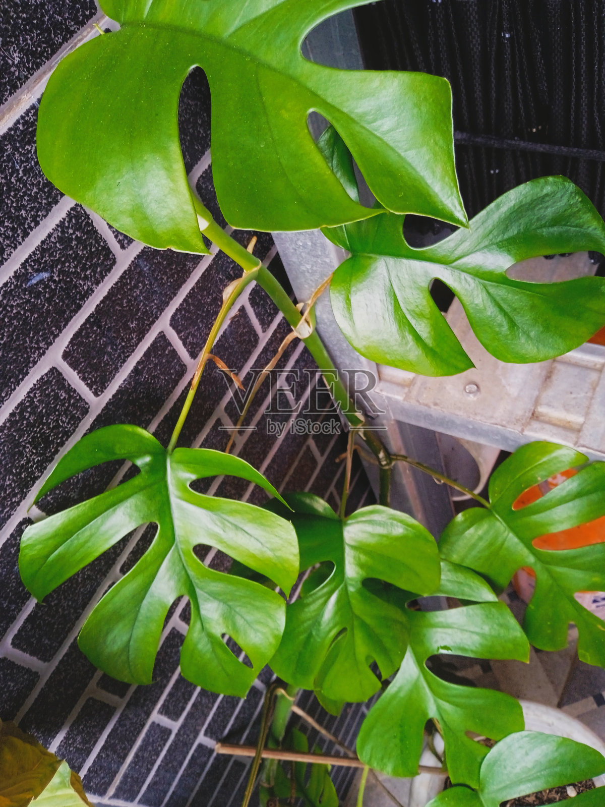 蓬莱蕉植物照片摄影图片