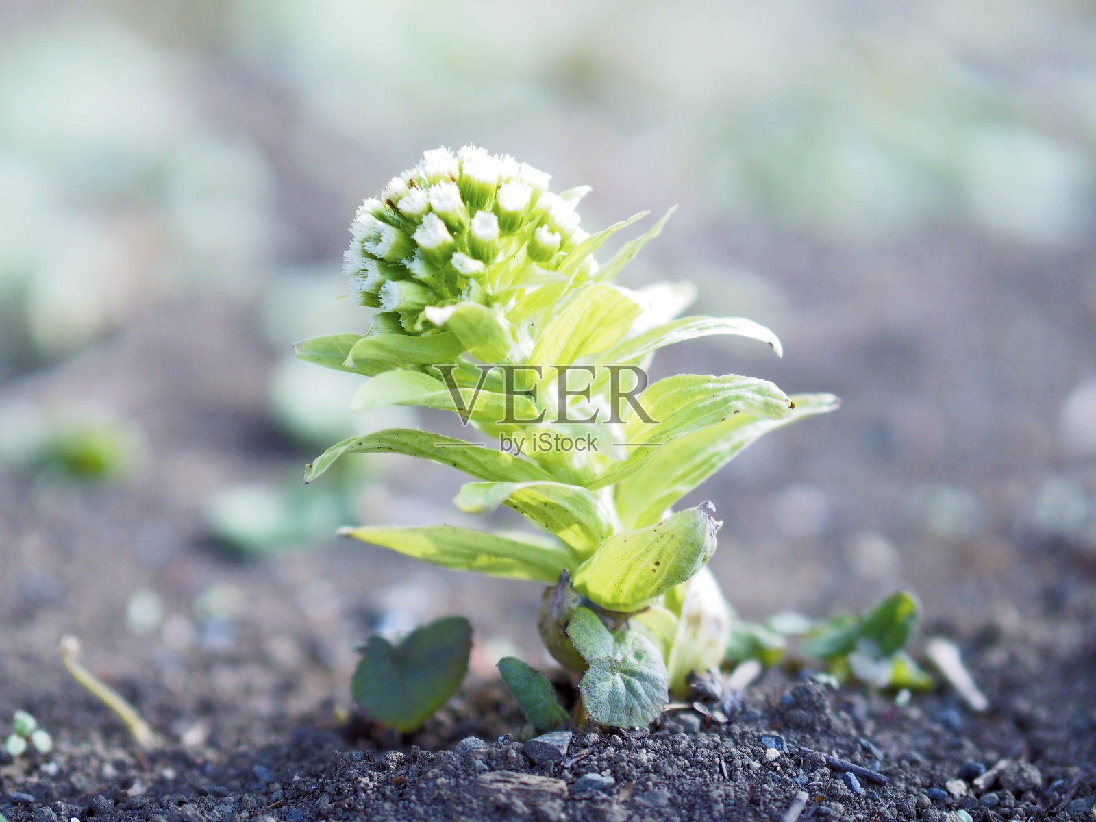 日本蜂斗菜照片摄影图片