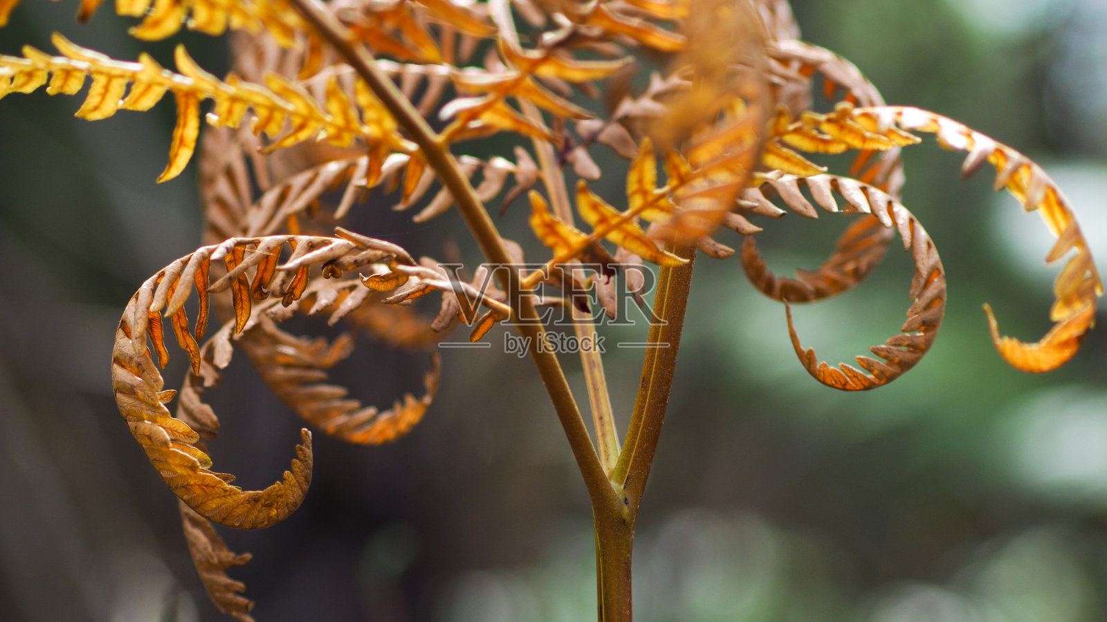 宏观的蕨类植物照片摄影图片