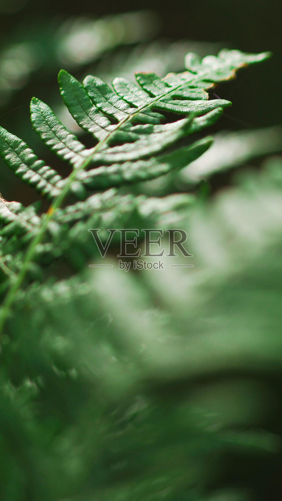 宏观的蕨类植物照片摄影图片