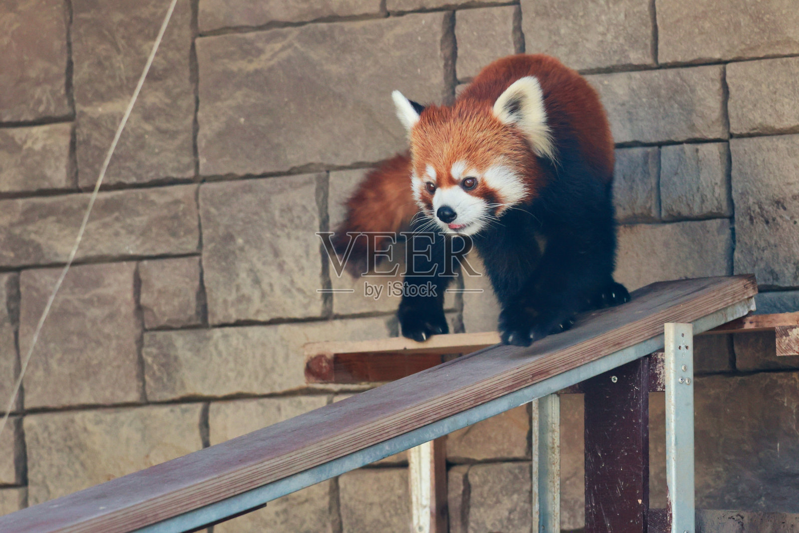 可爱的小熊猫走着的麻婆豆腐照片摄影图片