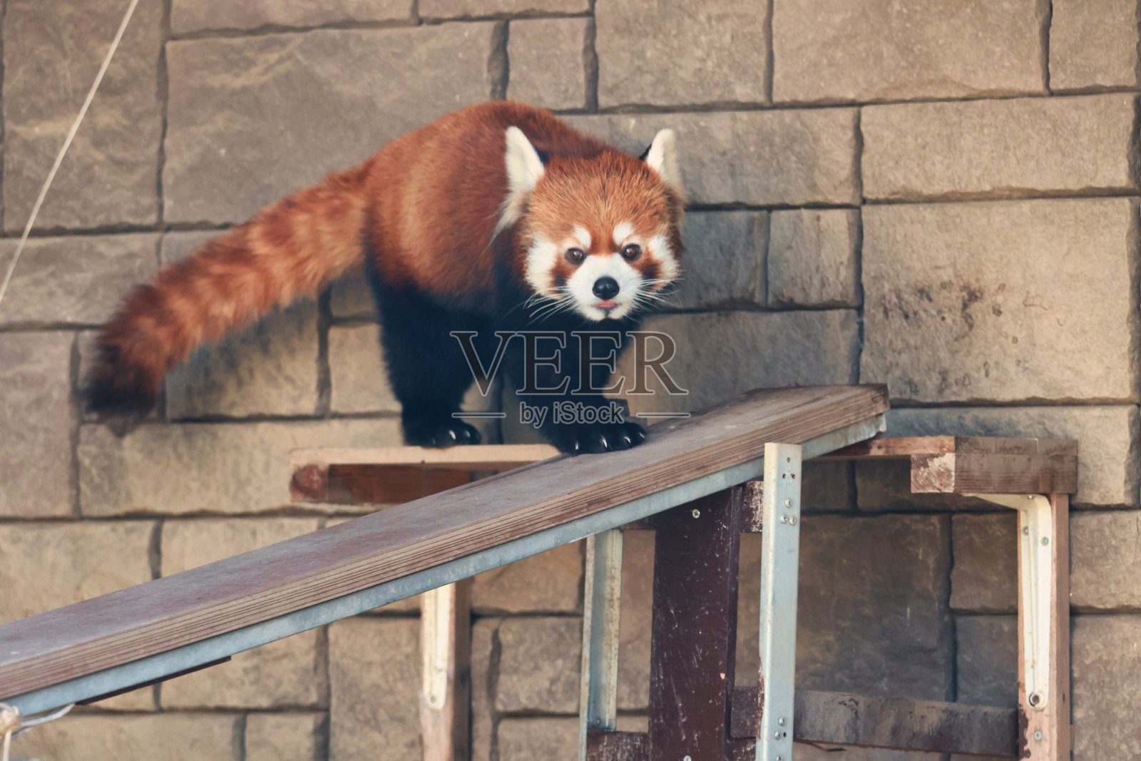 可爱的小熊猫走着的麻婆豆腐照片摄影图片