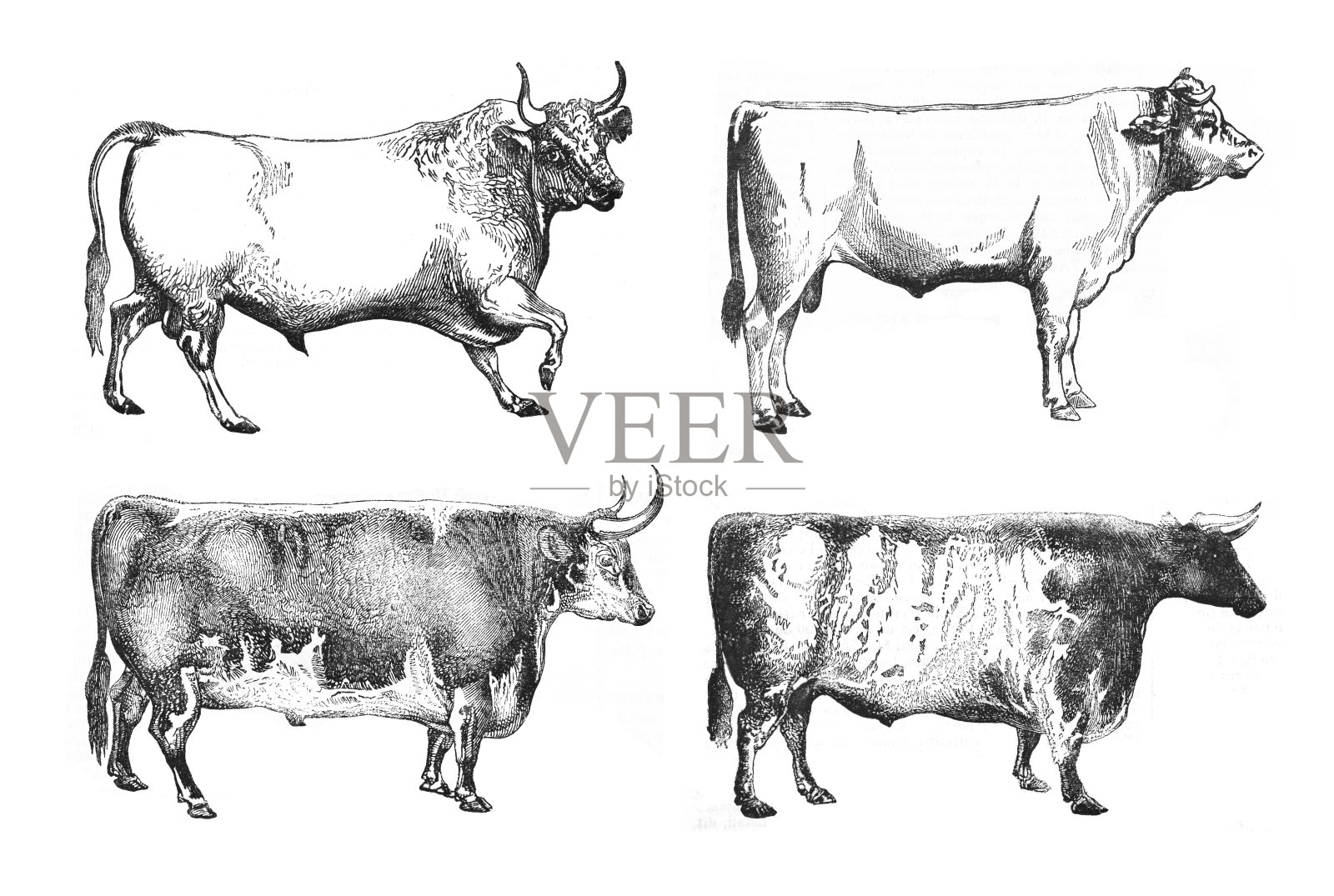 牛牛收藏-复古雕刻插图设计元素图片