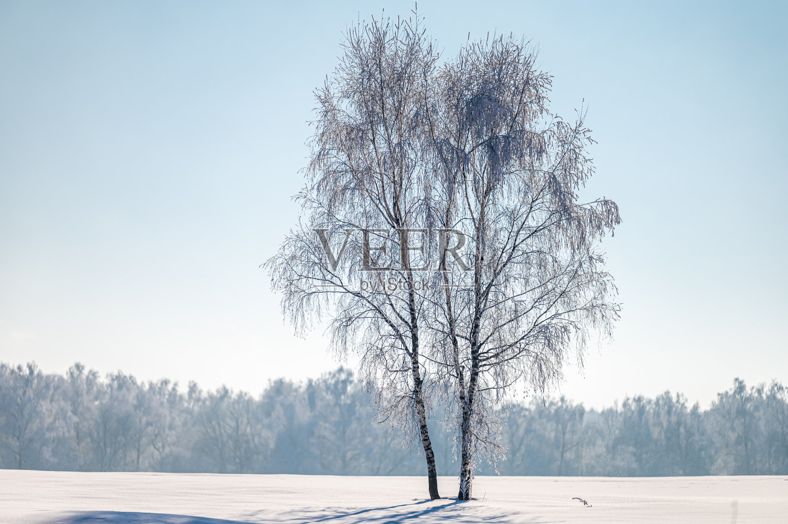冻雨后的树木照片摄影图片