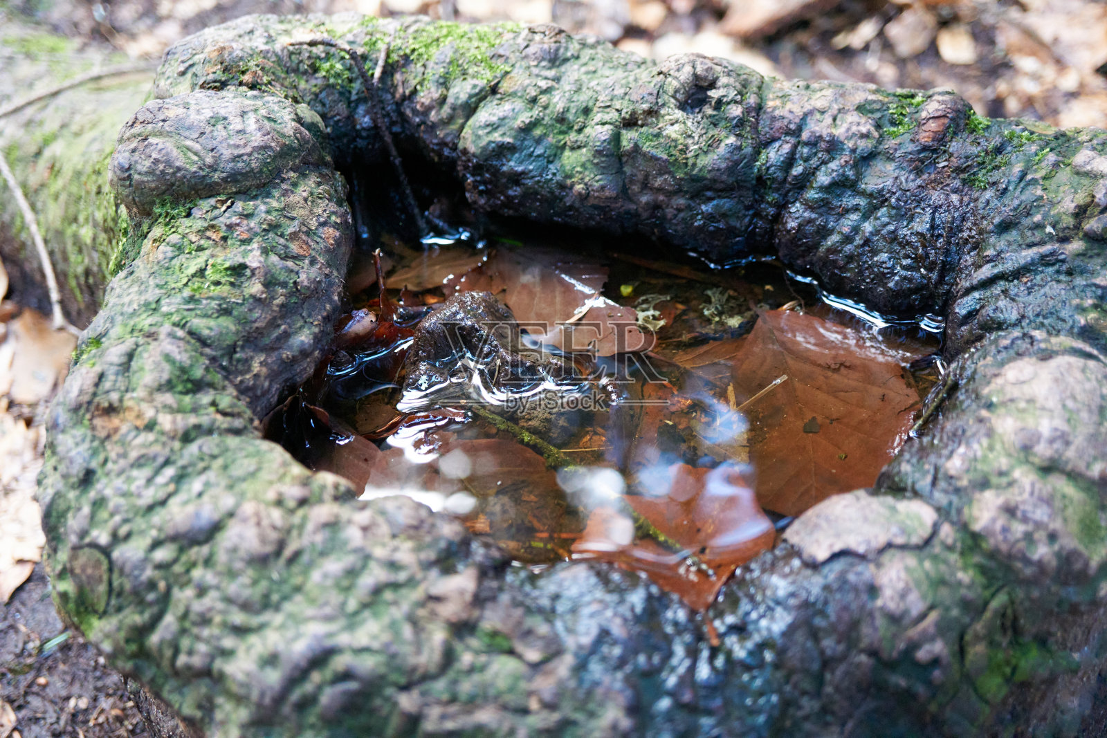 一个充满雨水的老树桩的特写照片摄影图片