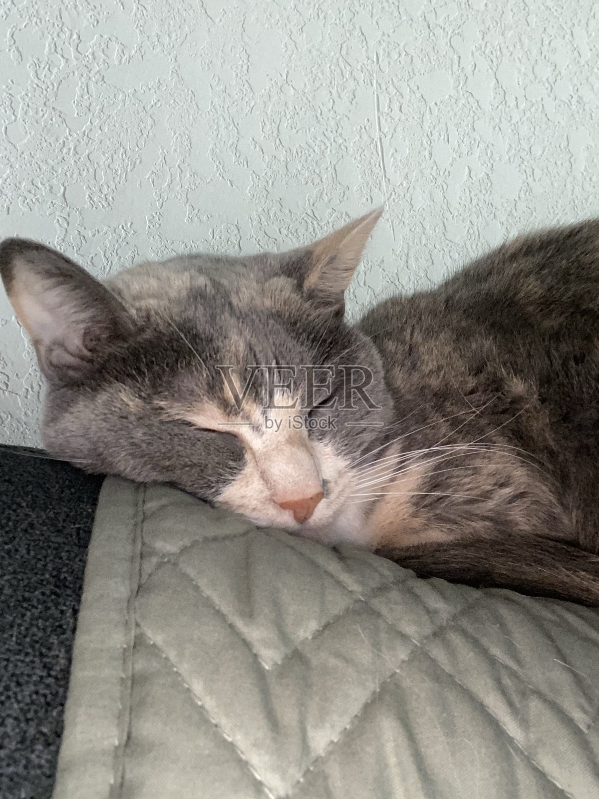 睡觉的棉布照片摄影图片