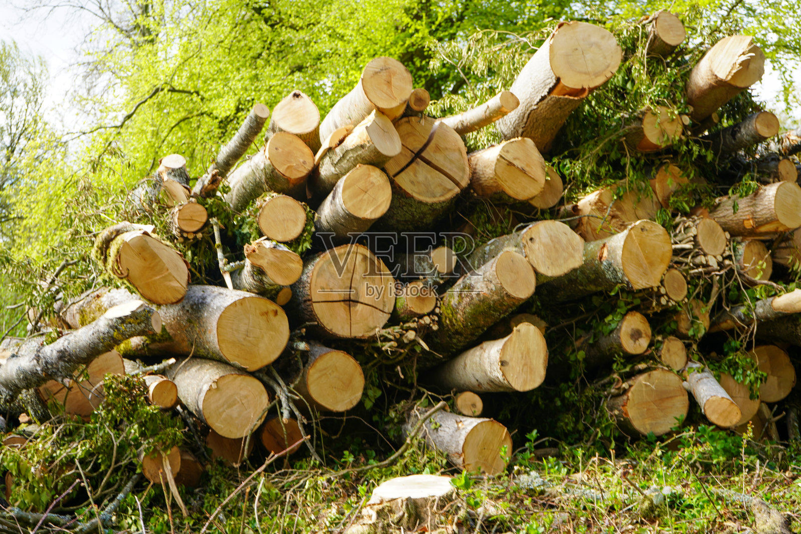 森林中砍伐的原木堆照片摄影图片
