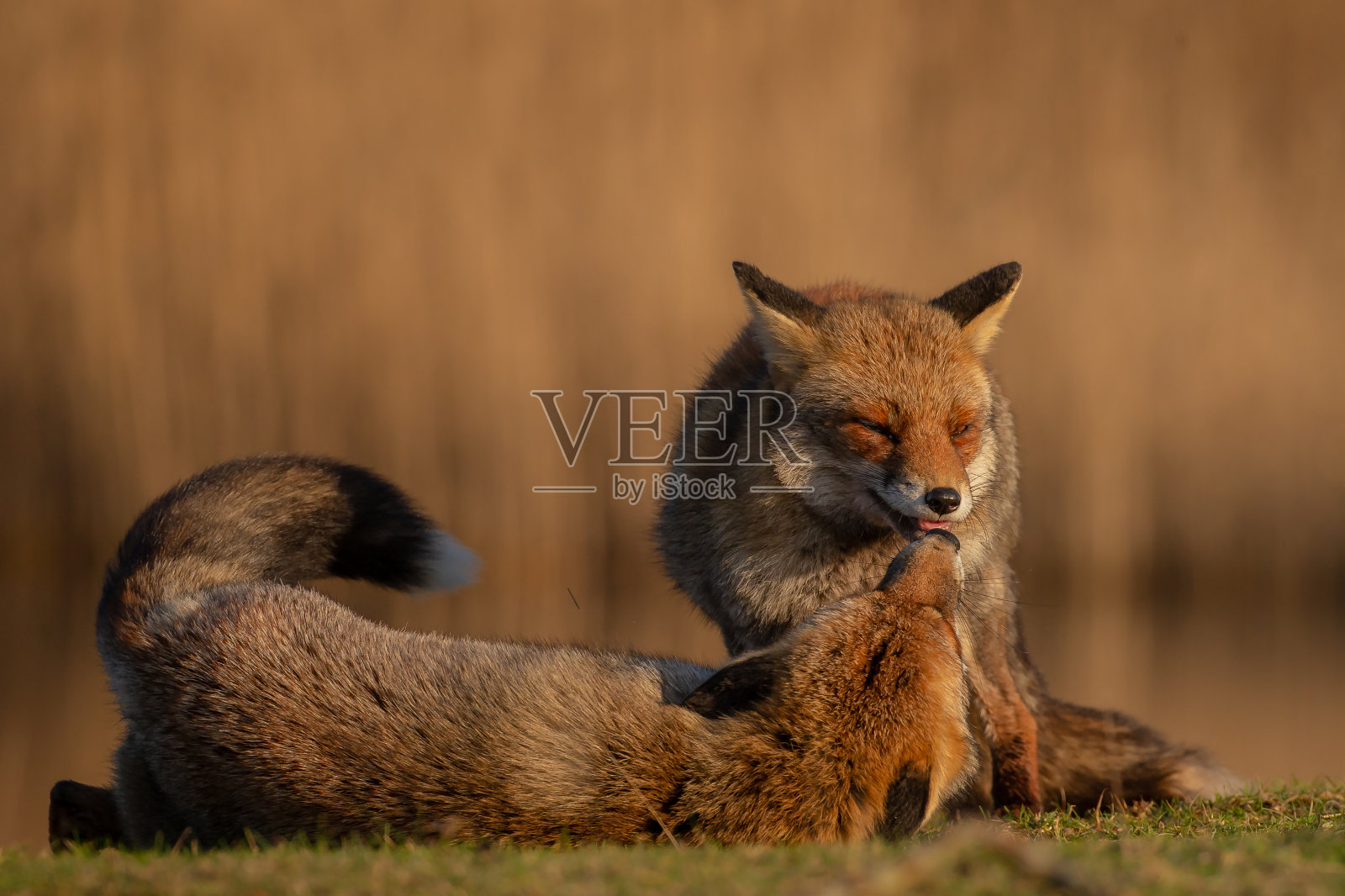 自然界中的红狐狸照片摄影图片
