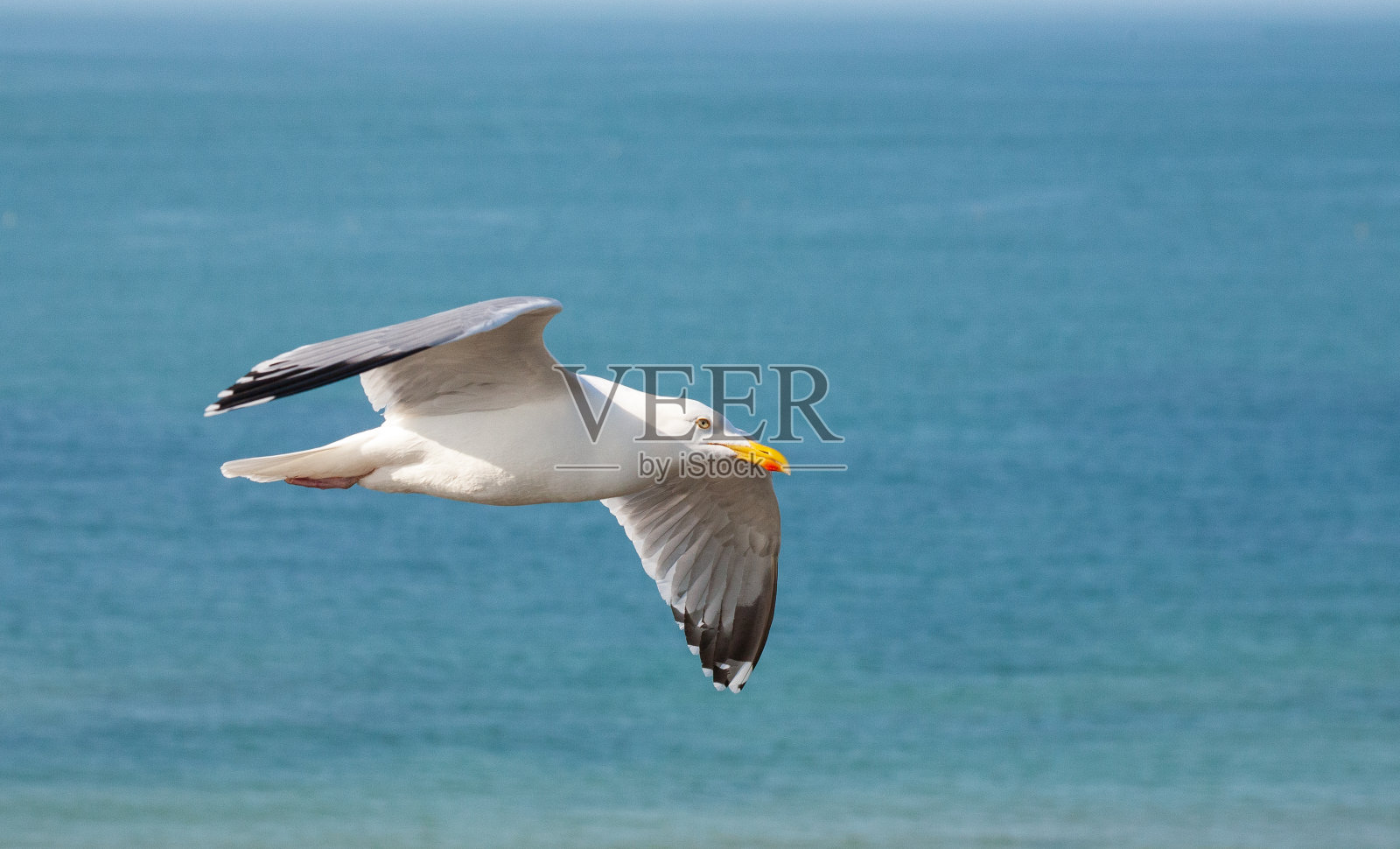 海鸥飞过美丽的蓝色海洋的特写照片摄影图片