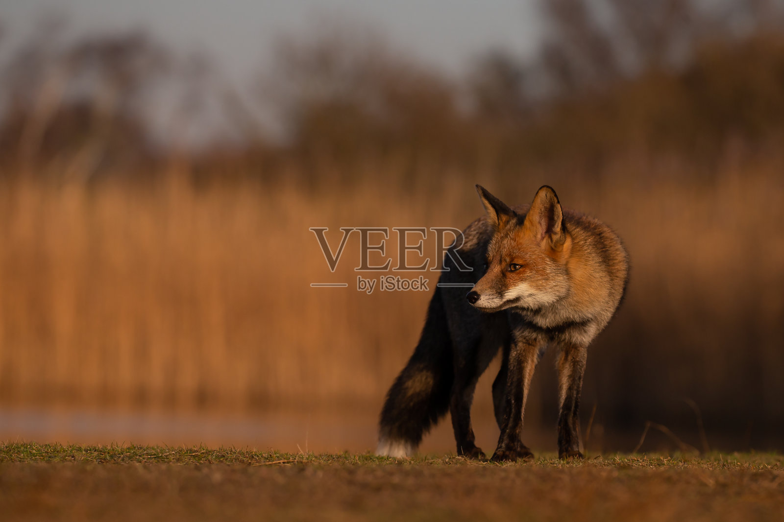 自然界中的红狐狸照片摄影图片