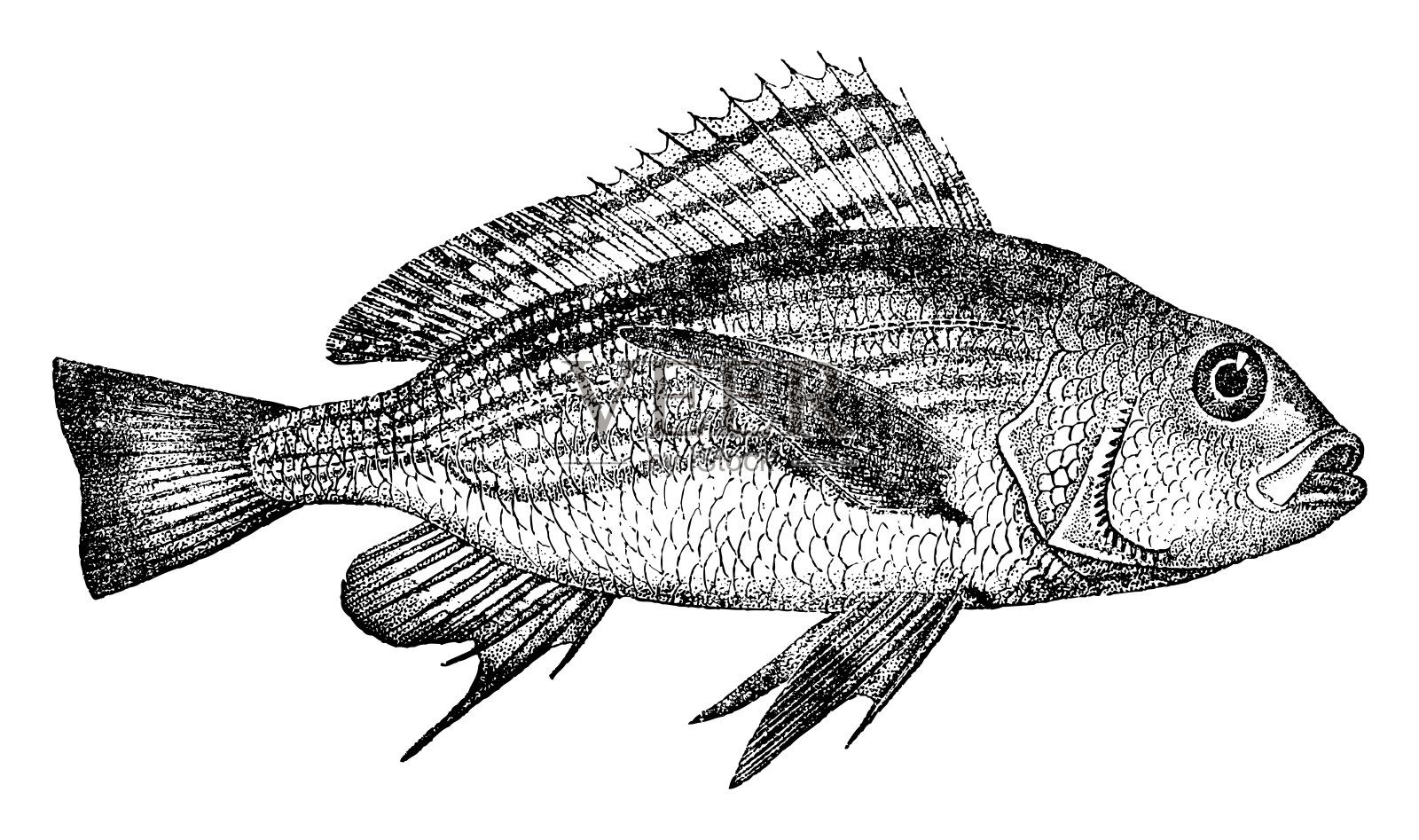 银咕噜，银标枪或咕噜鲷鱼(Pomadasys argenteus) -复古雕刻插图插画图片素材