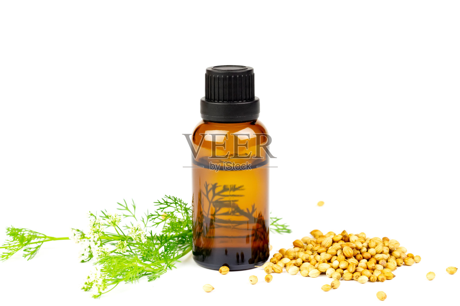 香菜精油瓶和香菜种子。照片摄影图片