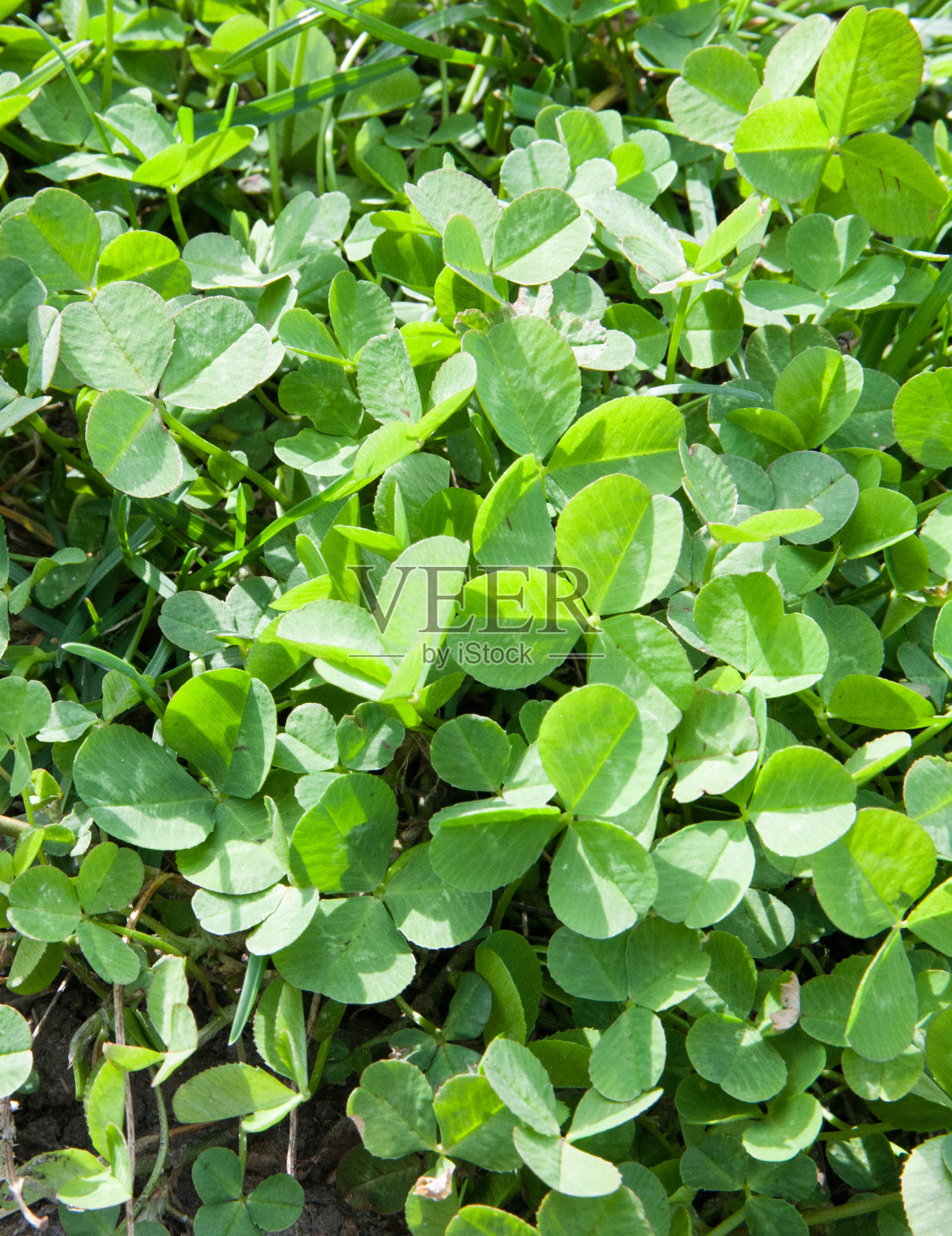 绿色三叶草自然背景。大自然的春意盎然照片摄影图片