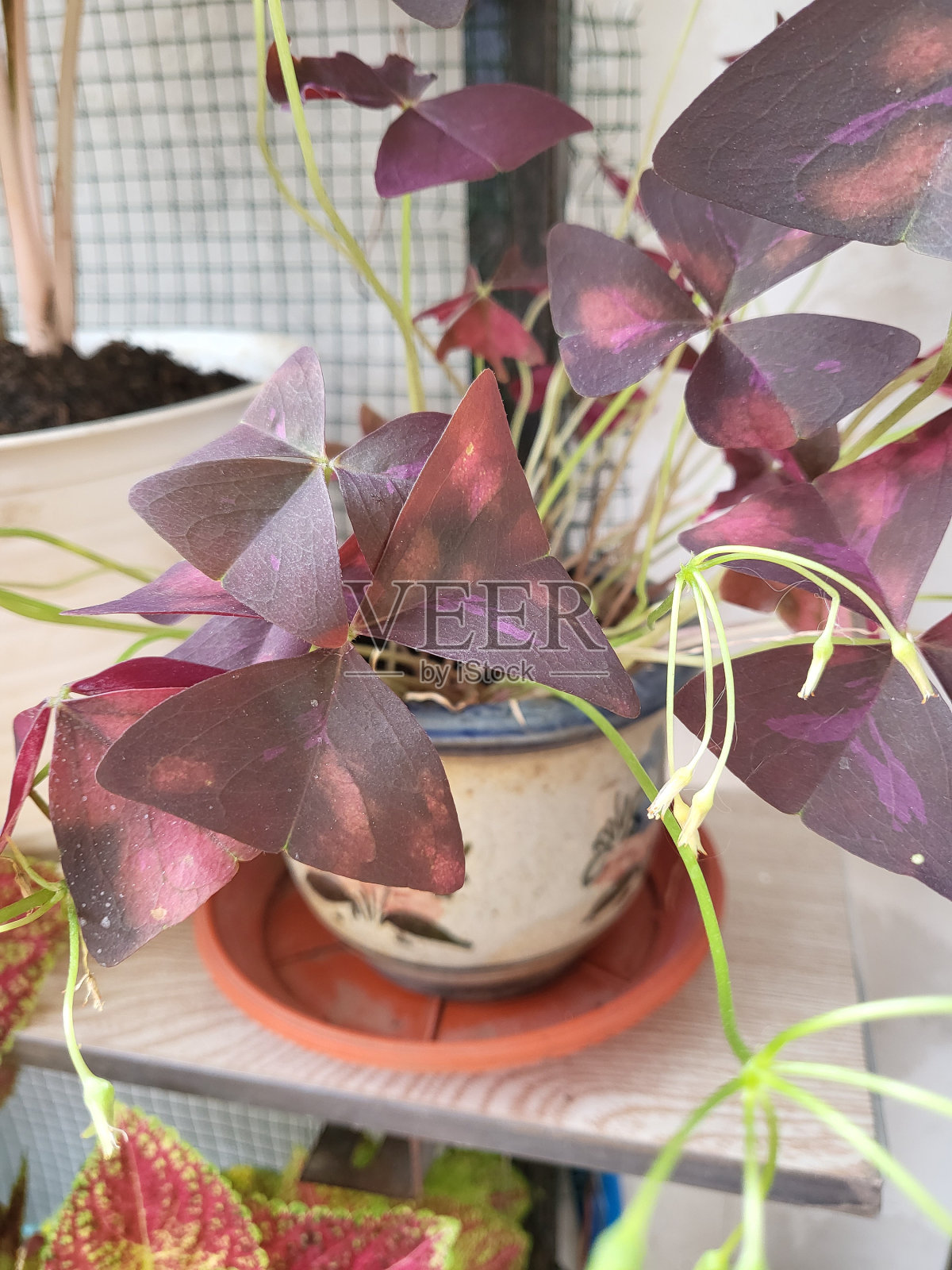 一棵美丽的紫色三叶草树照片摄影图片