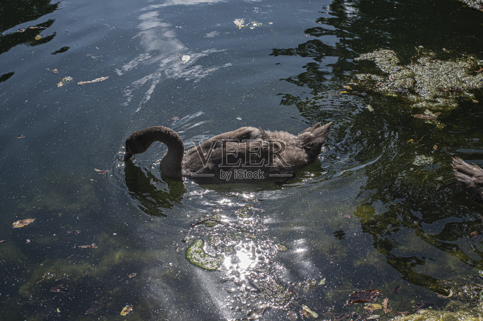一只小天鹅在湖中反射着阳光照片摄影图片