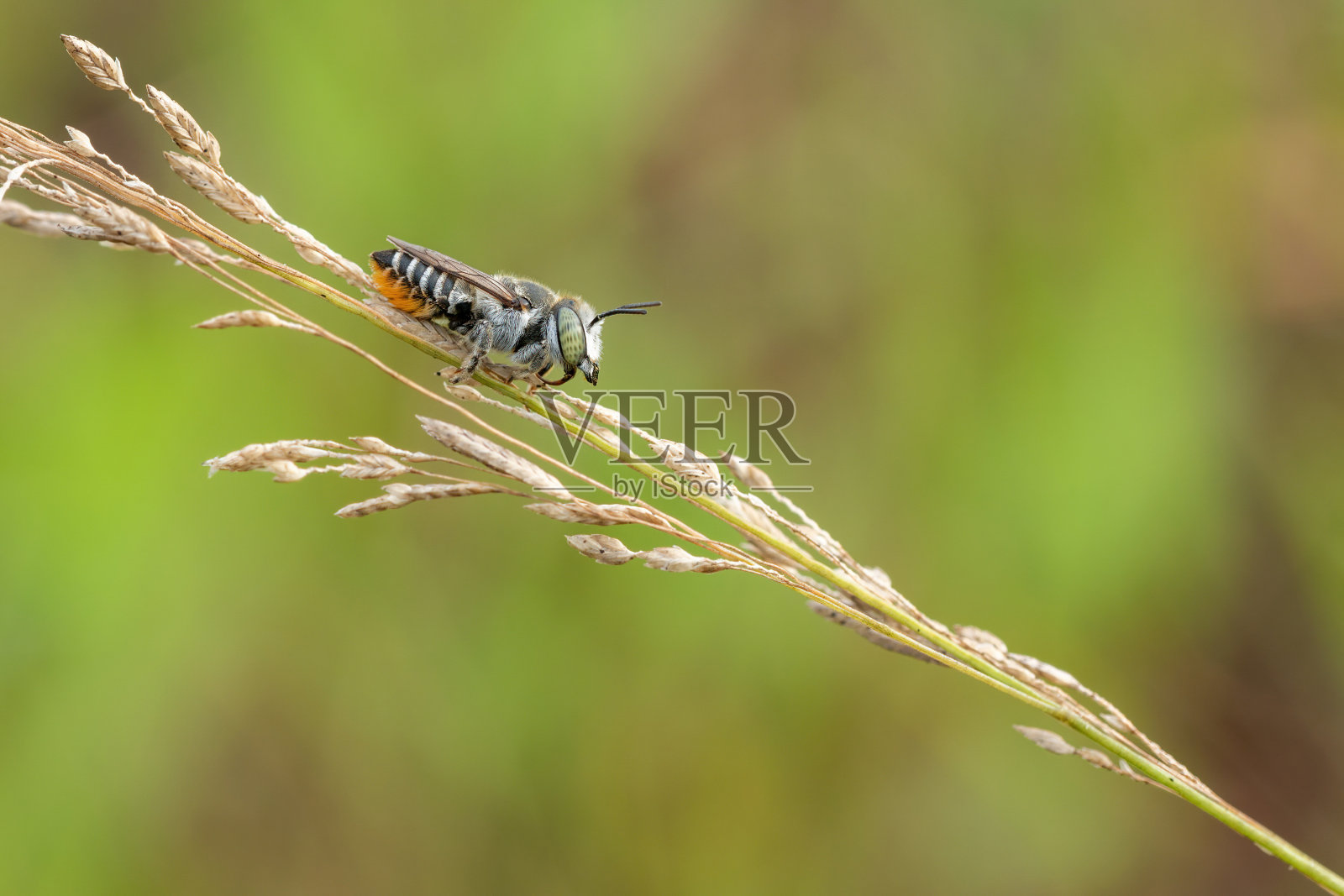 休息的蜜蜂照片摄影图片