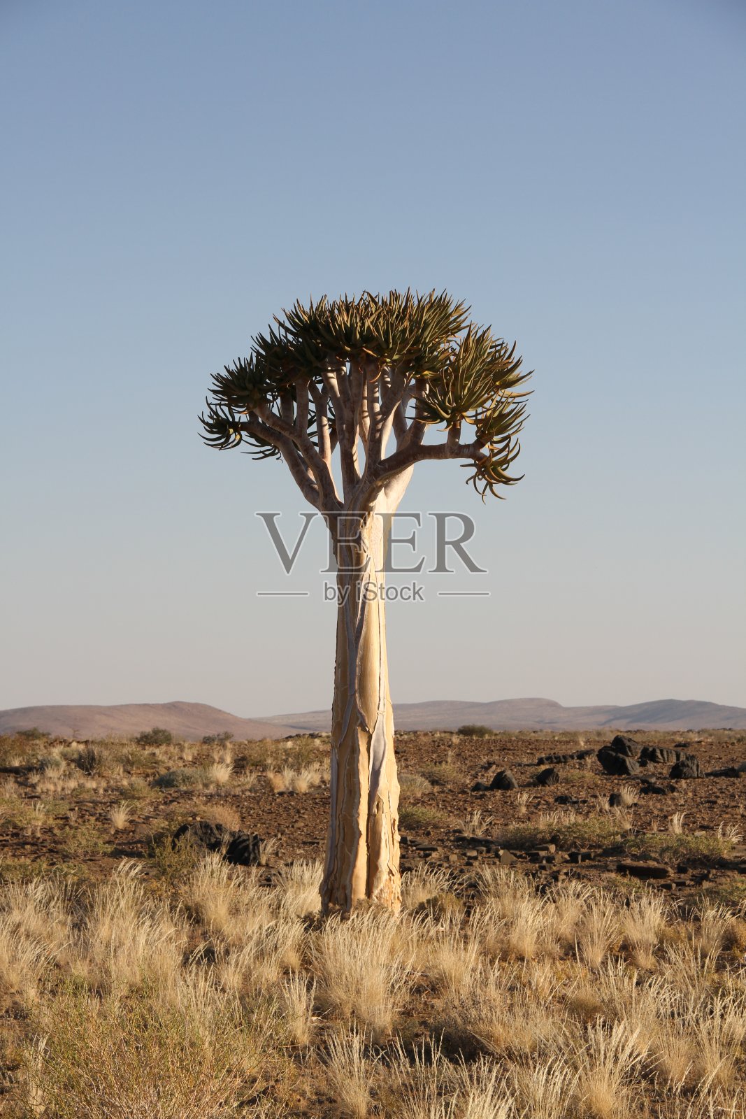 晴空下的沙漠风光照片摄影图片