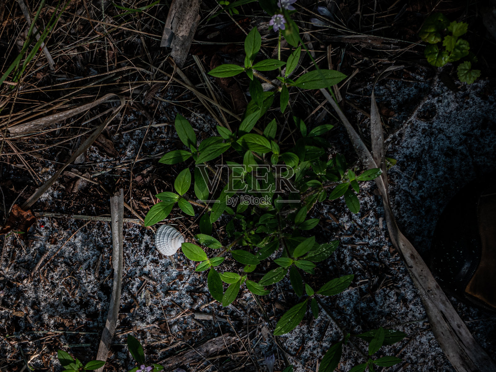 十字棒金星蛤，在原地照片摄影图片