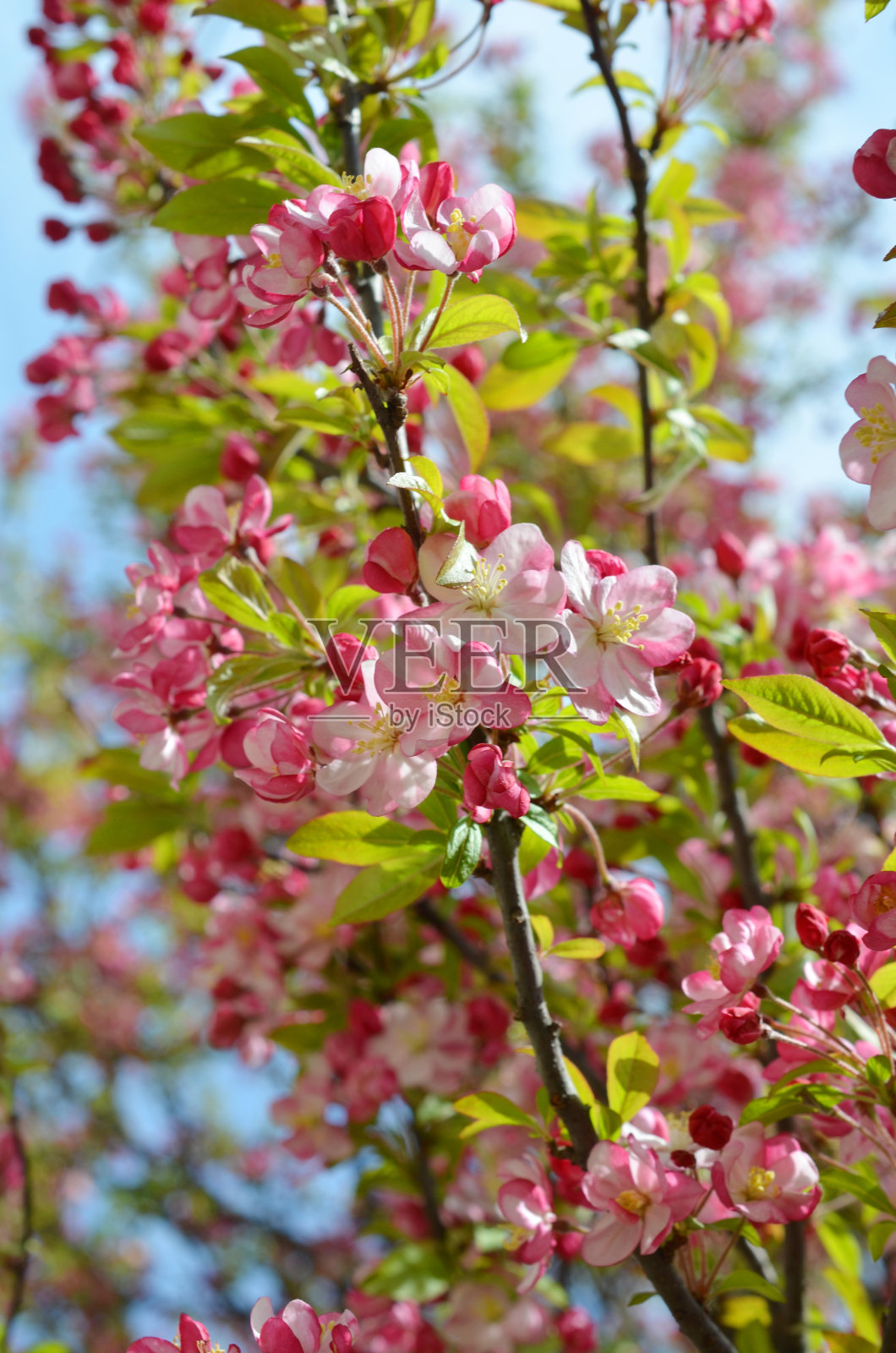 粉红色的樱花照片摄影图片