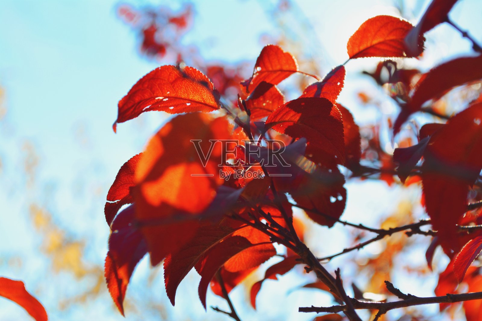 红色的叶子照片摄影图片