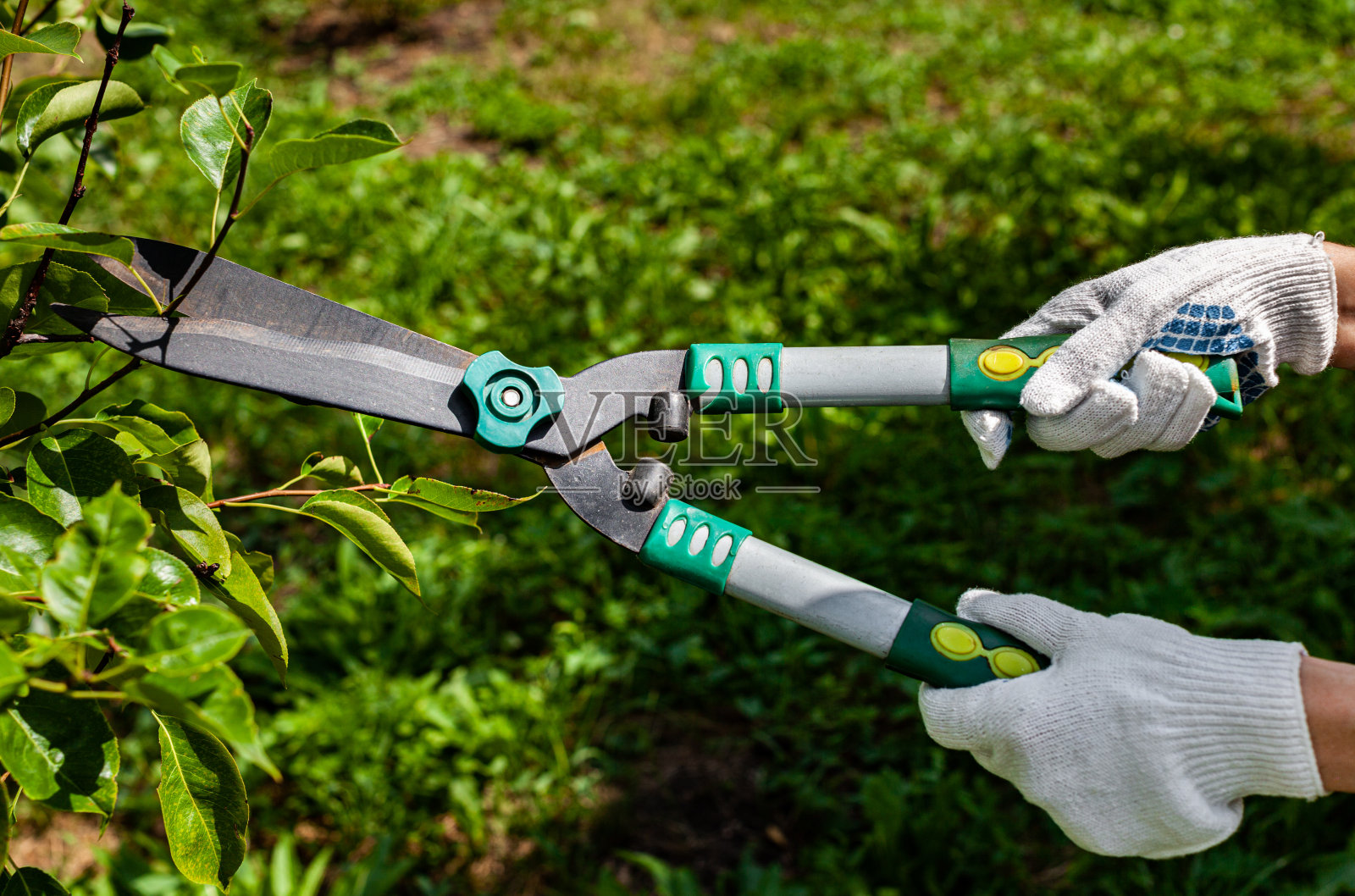 一个人用花园剪刀剪着一棵有叶子的绿色灌木照片摄影图片