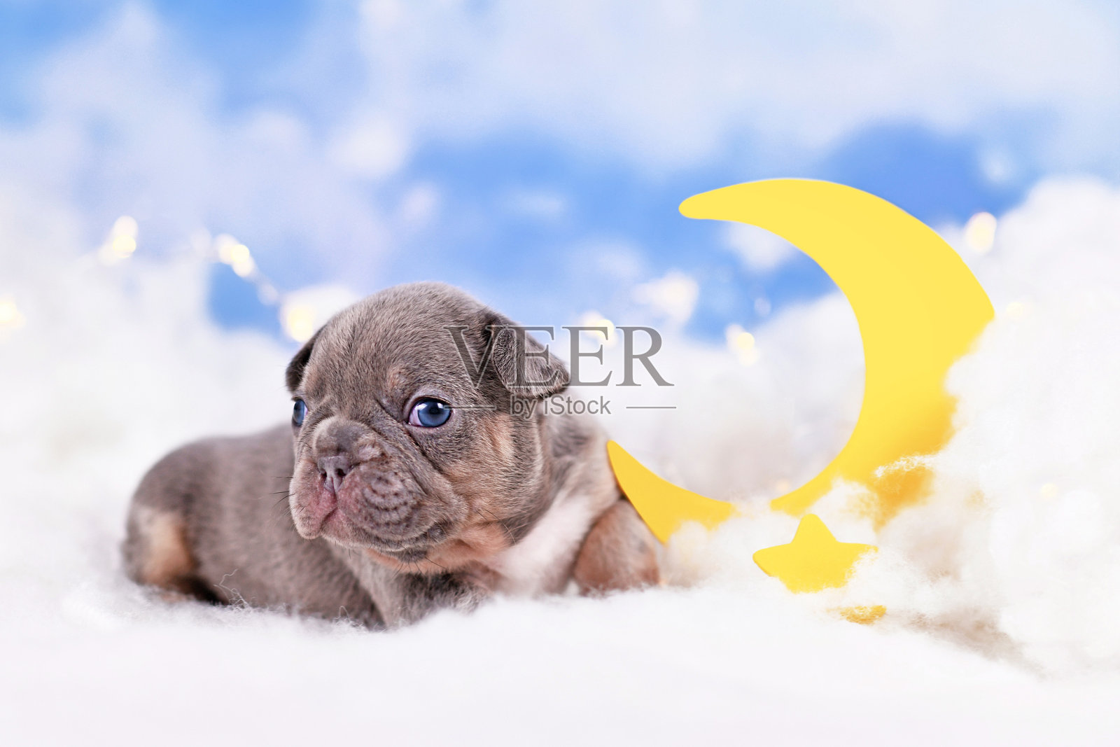 法国斗牛犬小狗在蓬松的云朵之间照片摄影图片