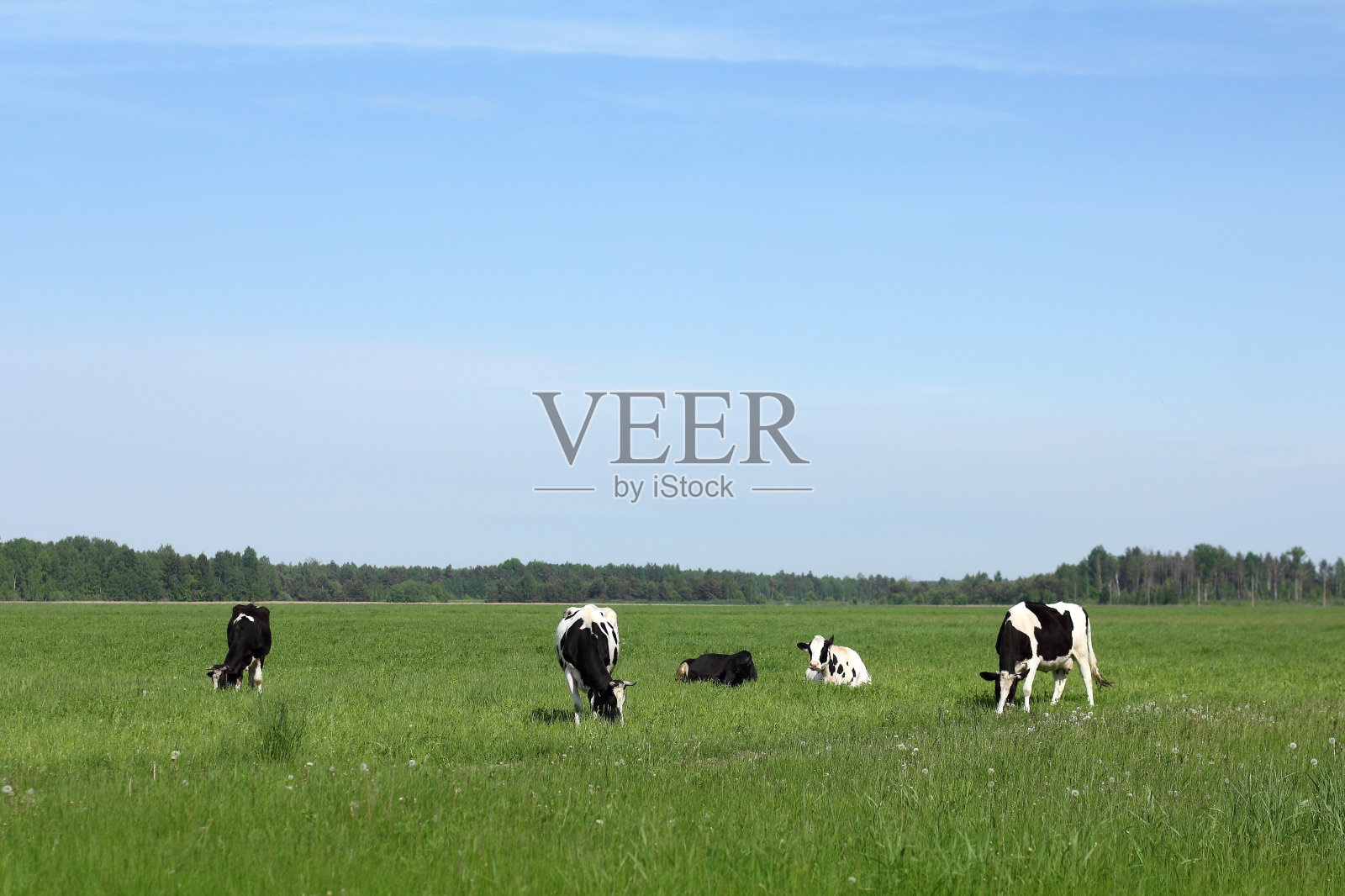 环保的牧场照片摄影图片