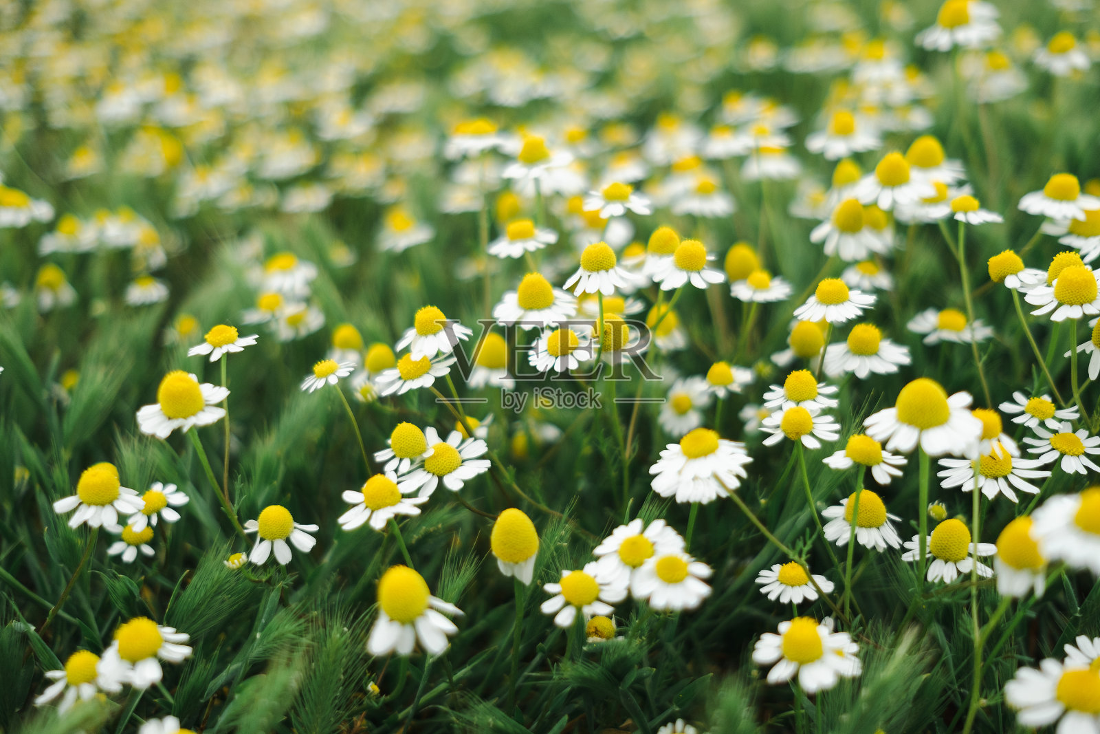 在夏天阳光灿烂的日子，洋甘菊花盛开在草地上照片摄影图片