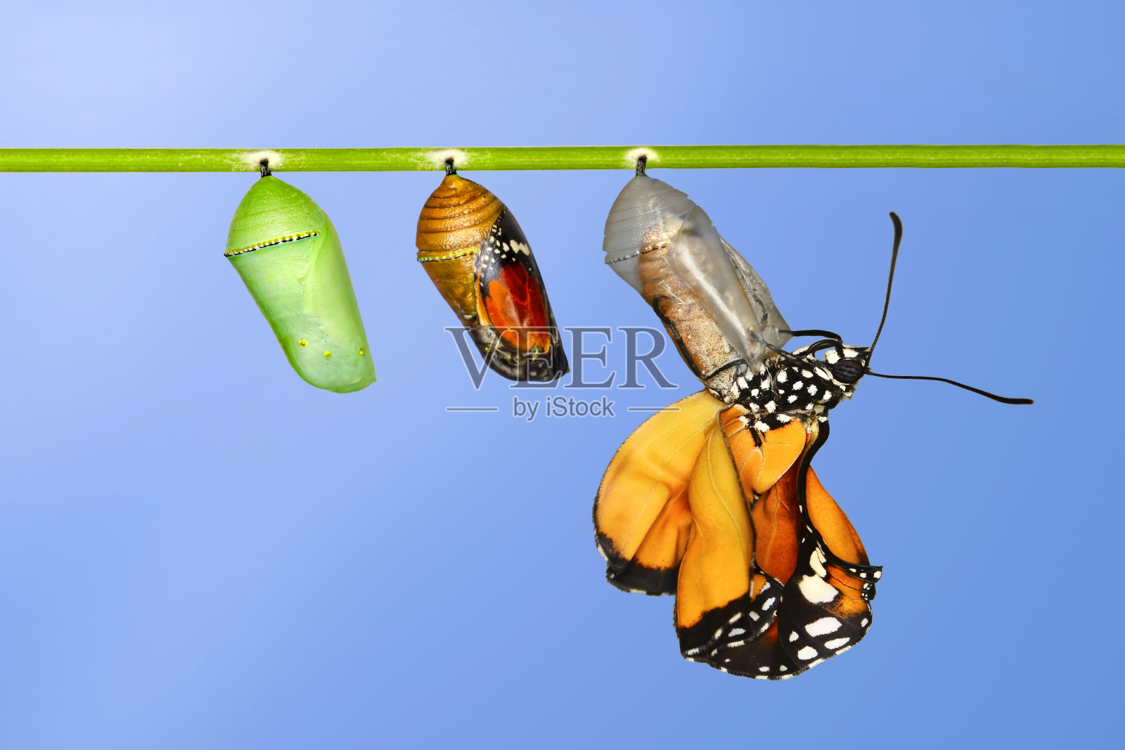 黑脉金斑蝶，毛虫，蛹，以剪枝的方式出现。照片摄影图片