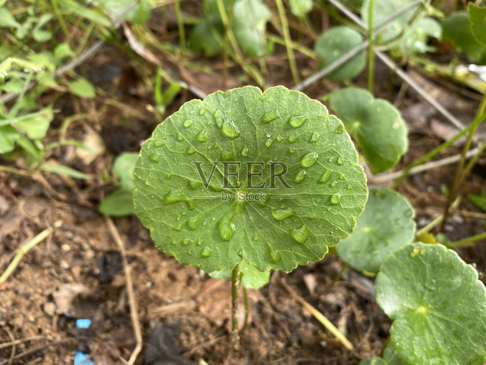 美丽的积雪草背景，草本植物有助于治疗炎症。照片摄影图片