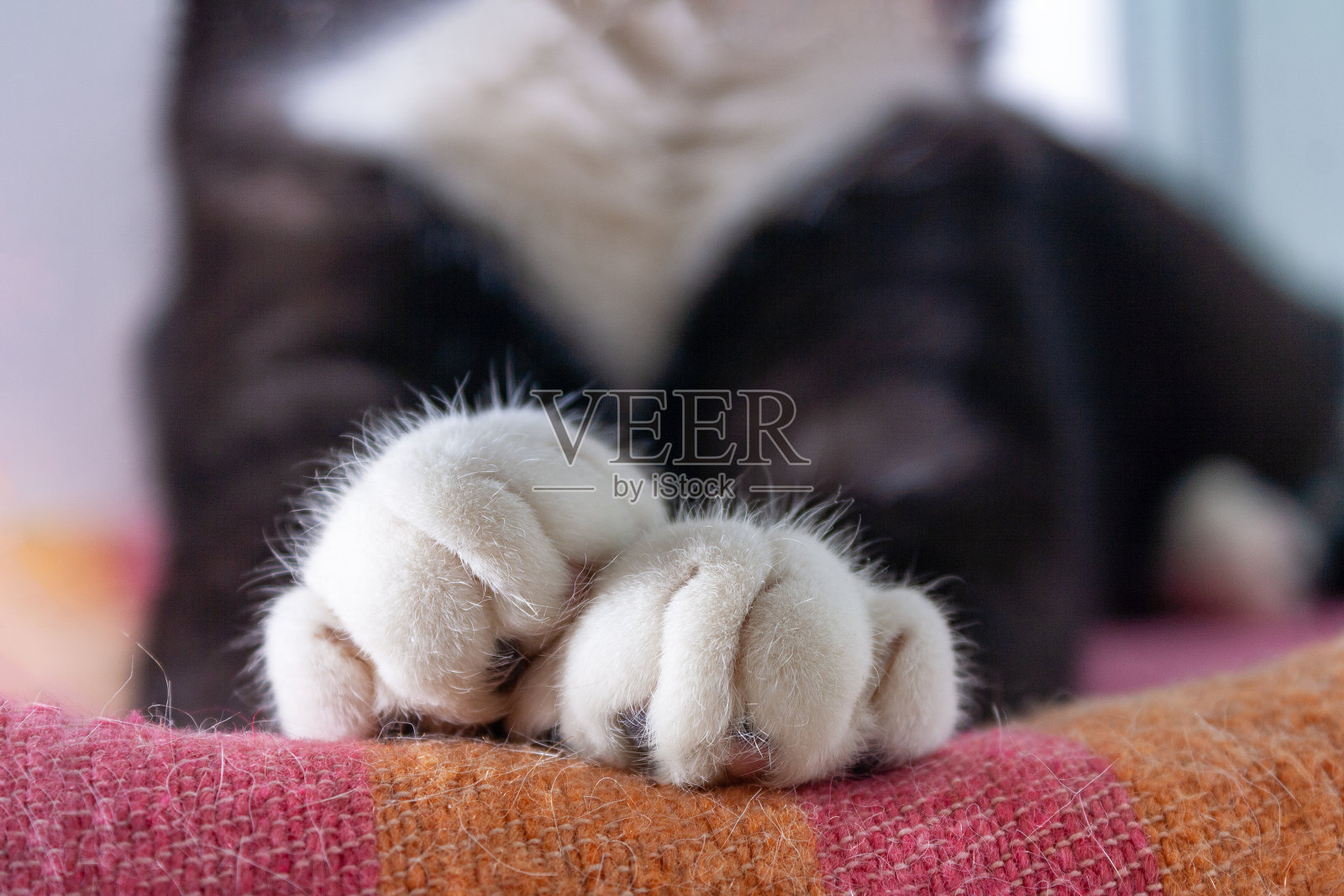 一只黑猫的爪子，白色的手指放在毛毯上，特写镜头照片摄影图片