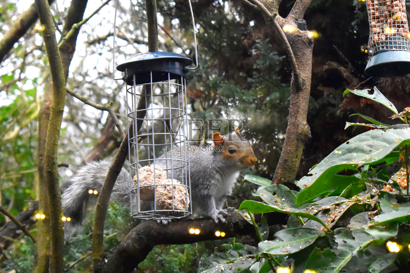 东灰松鼠坐在树枝后面的喂鸟器挂在树上，光线反射在窗户玻璃上，在绿色自然的背景上模糊。照片摄影图片