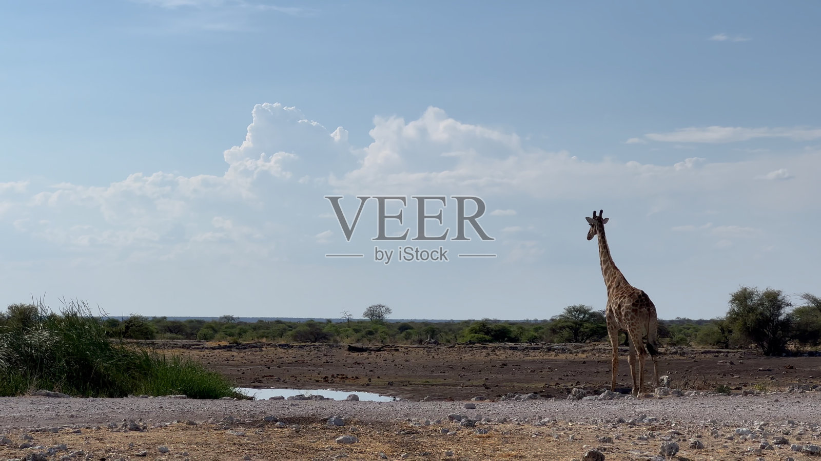 野生长颈鹿。非洲狩猎，非洲大草原野生动物照片摄影图片