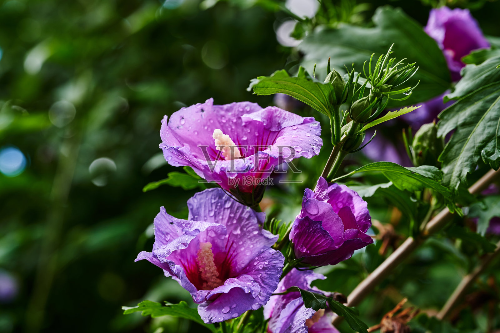 雨后的亮粉色芙蓉花。照片摄影图片