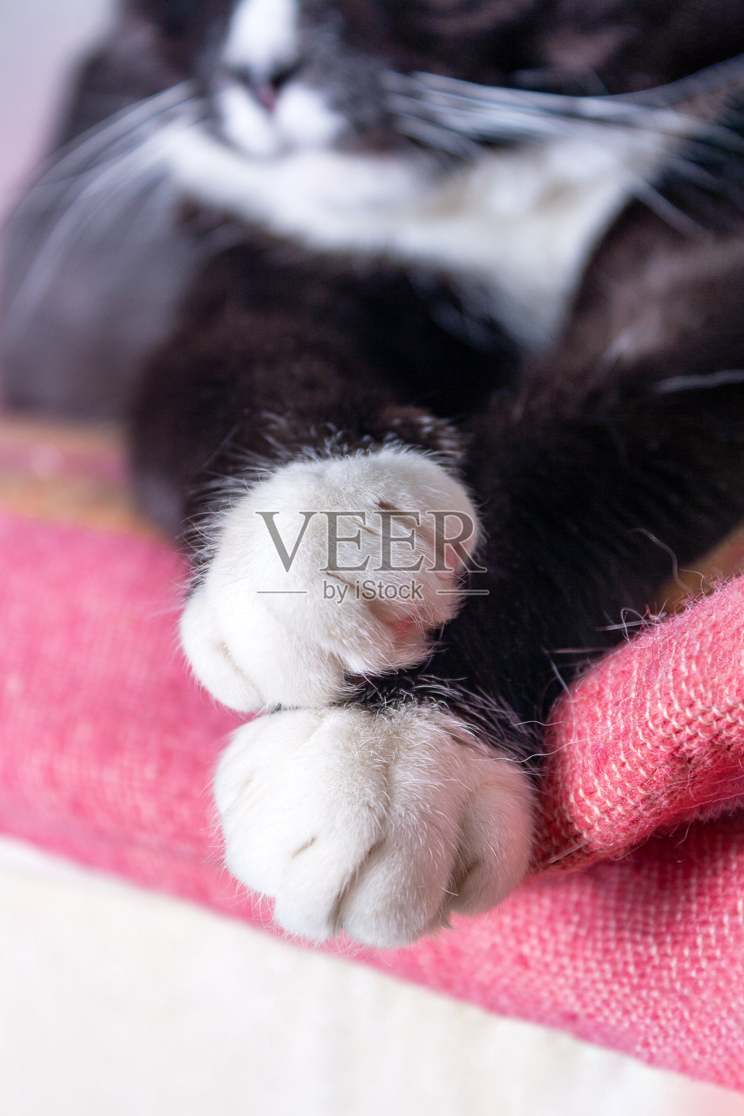 白爪黑猫躺在毯子上，选择性地聚焦照片摄影图片