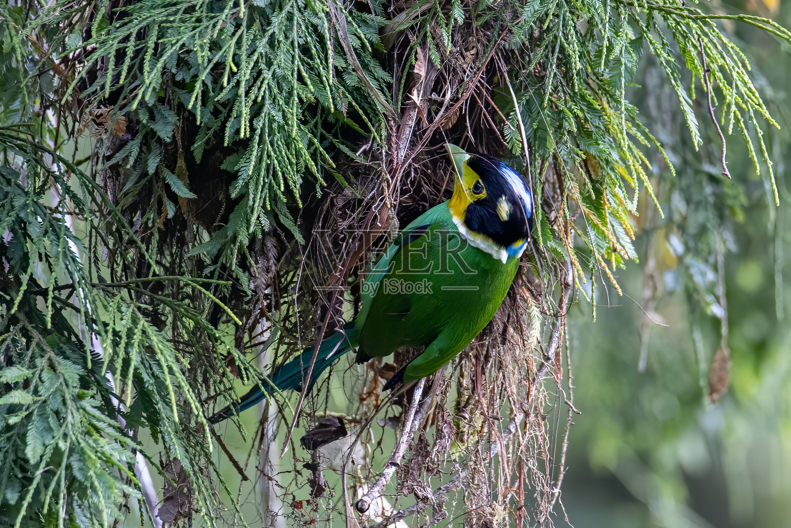 长尾阔嘴鸟在森林深处的自然丛林的树枝上照片摄影图片