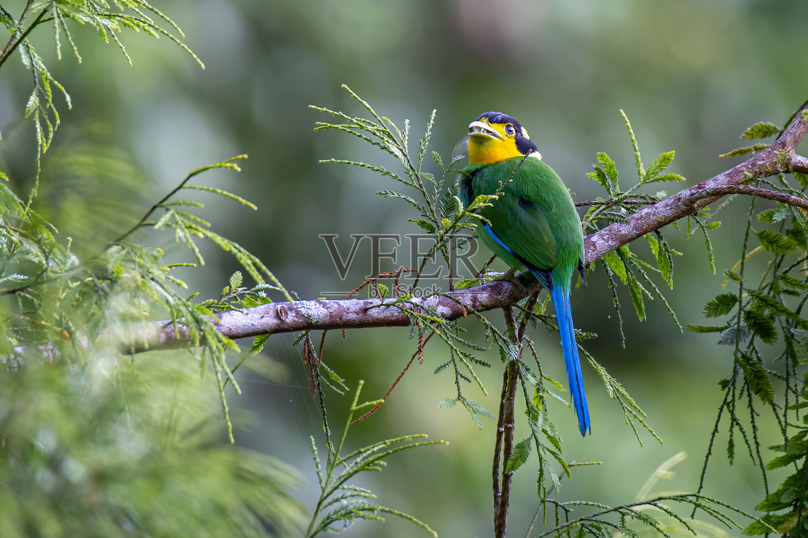 长尾阔嘴鸟在森林深处的自然丛林的树枝上照片摄影图片