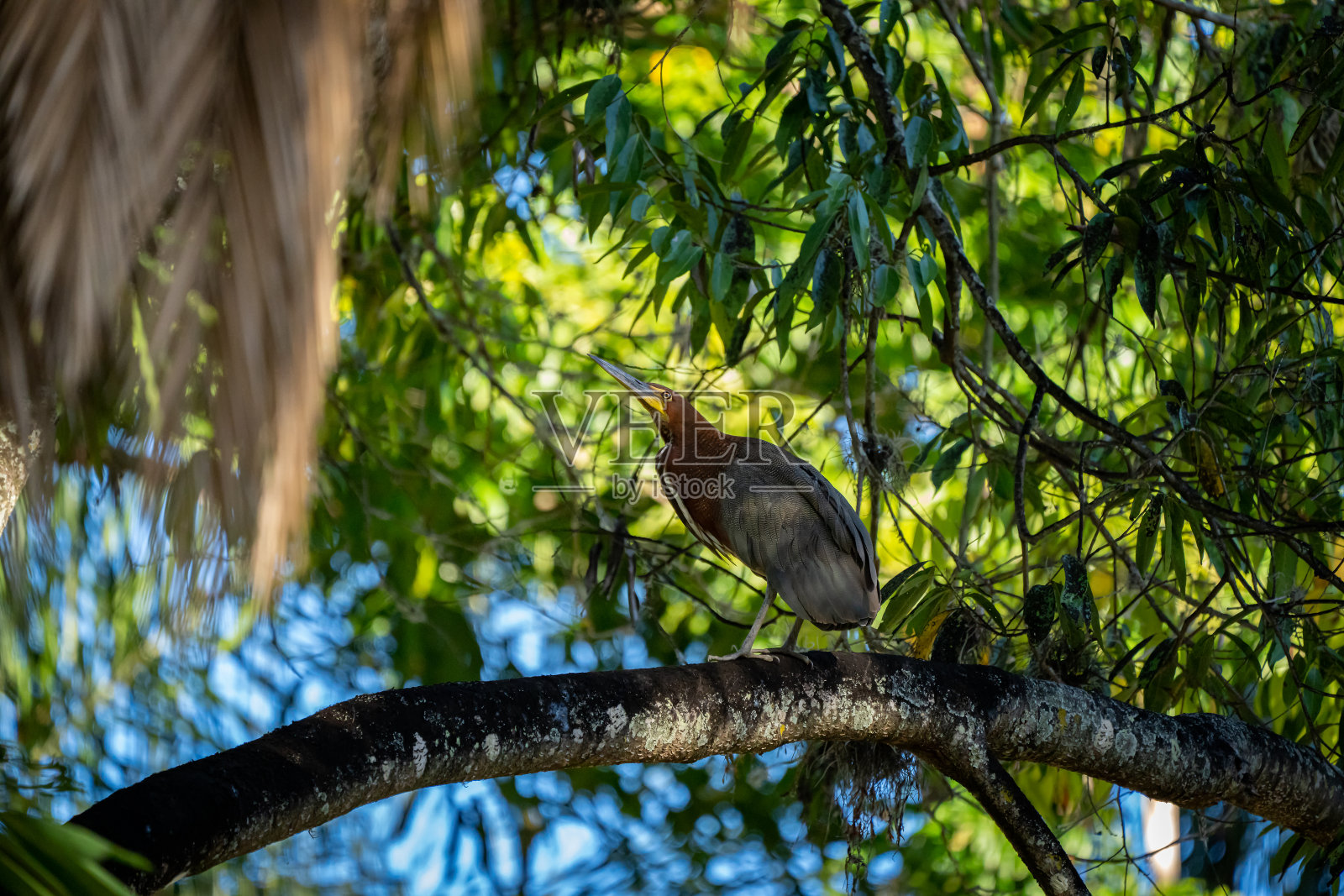 栖息在树枝上的苍鹭或科罗拉多虎。(鹭鸟家庭)照片摄影图片